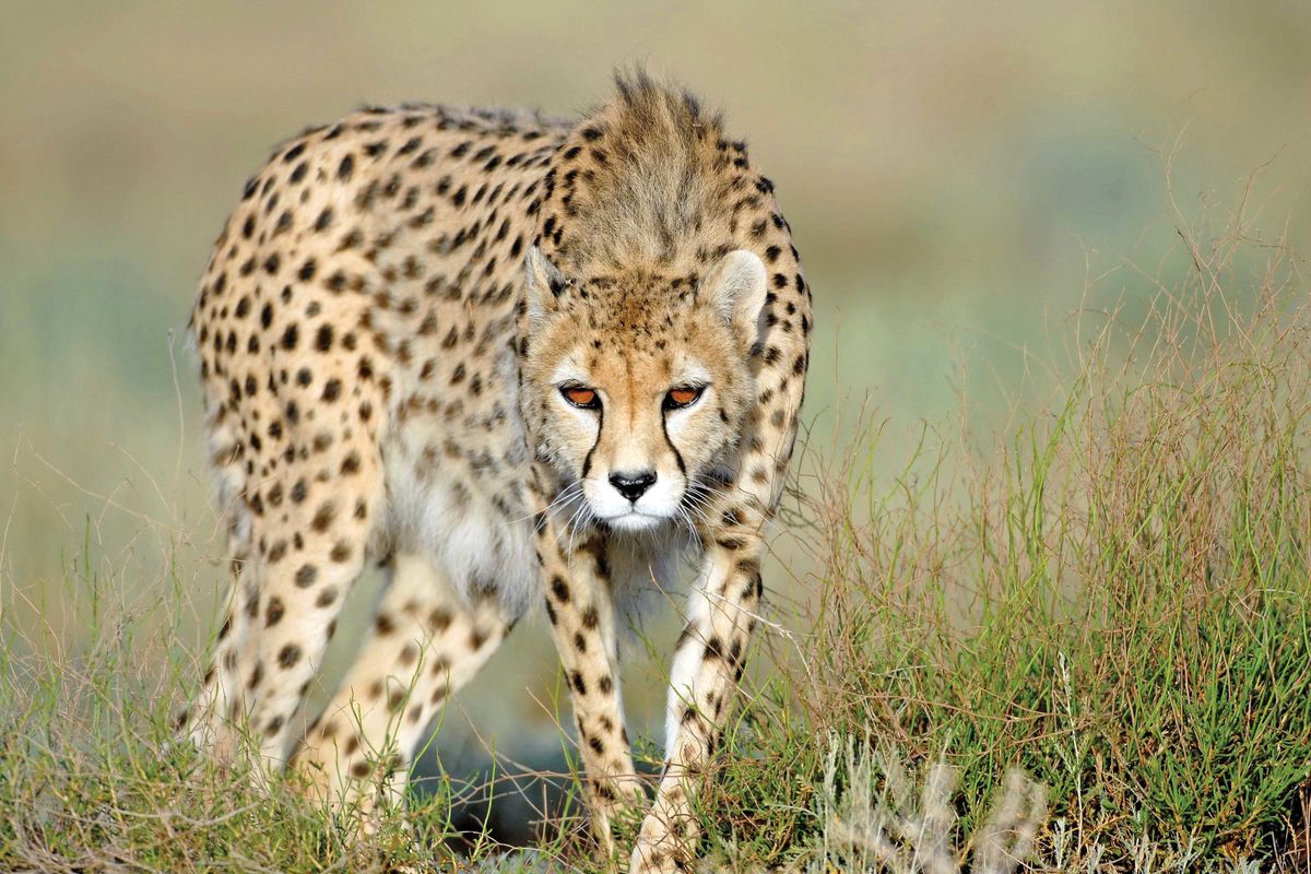 مادری که این گونه غمش را فریاد می زند+فیلم