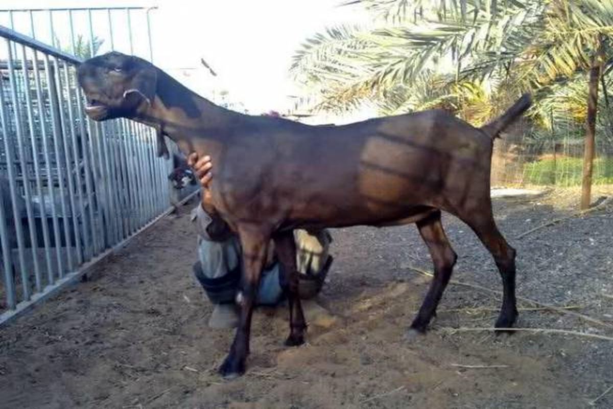 عکس بز شیطانی لو رفت