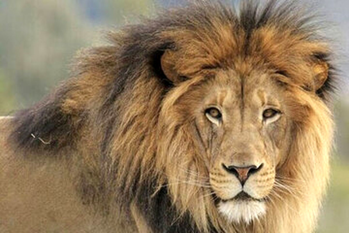 «غول دوبلین»، شیری به اندازه یک خودرو!+ عکس