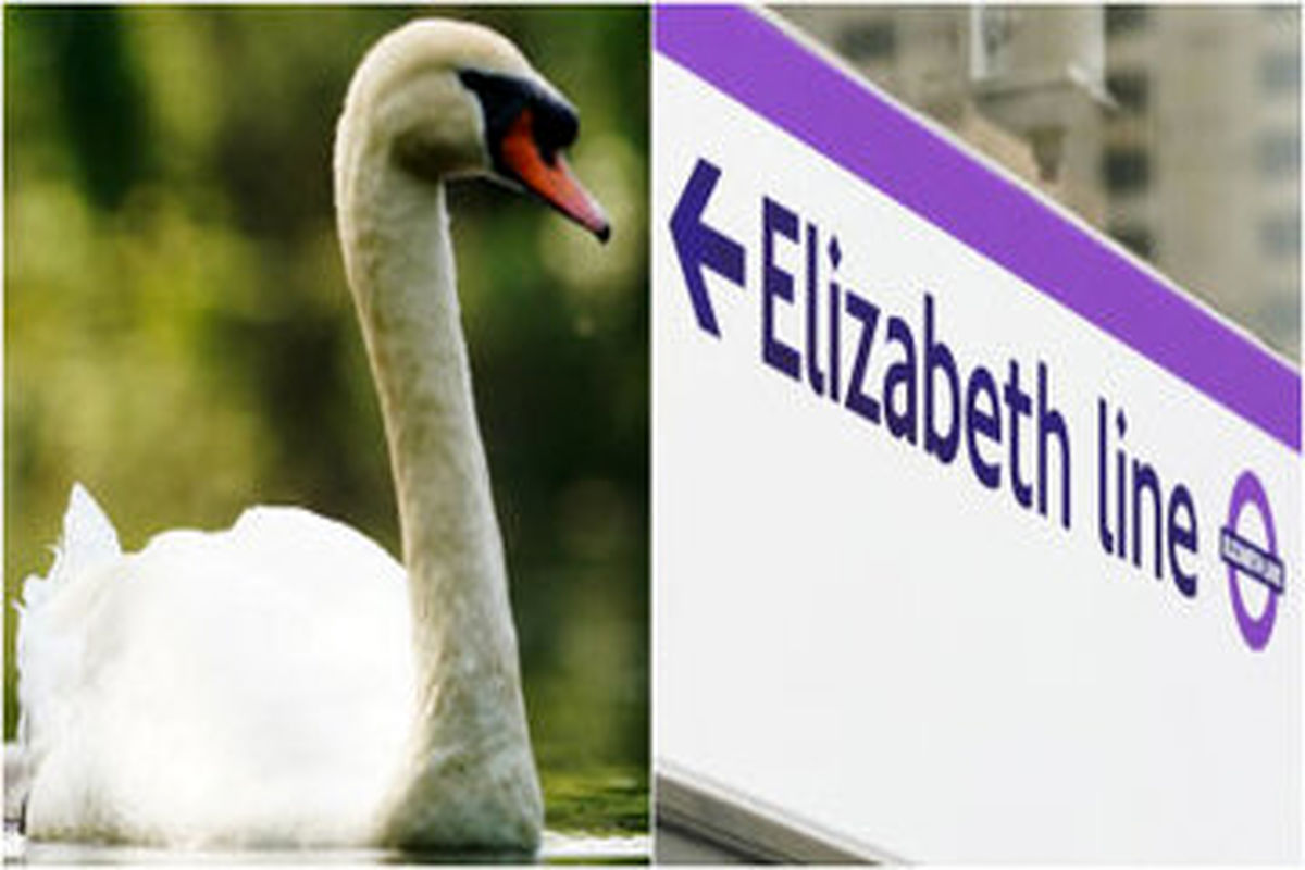 یک قو باعث تعطیلی یک خط قطار شد+ عکس