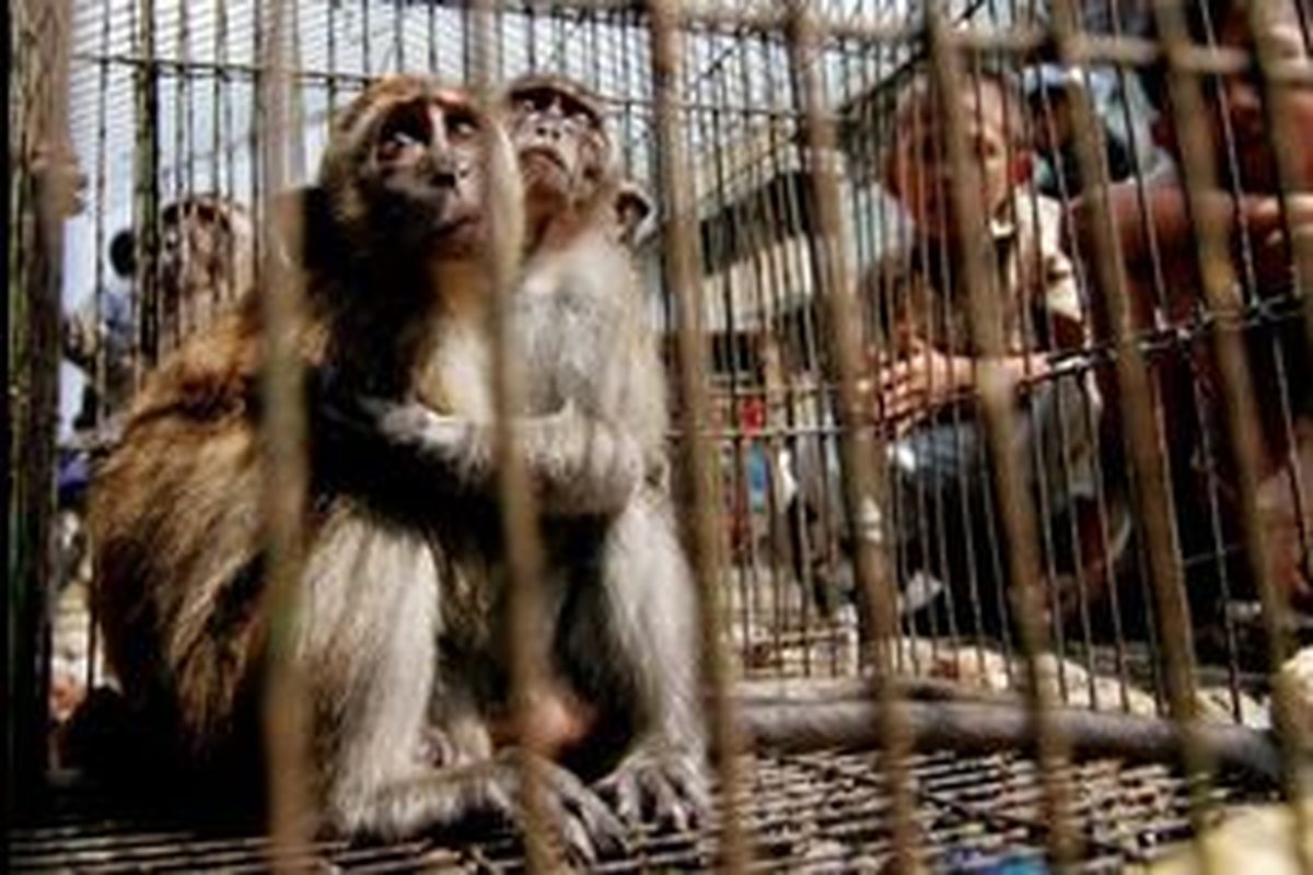 قاچاق حیوانات تجارت سیاه و زجرآور