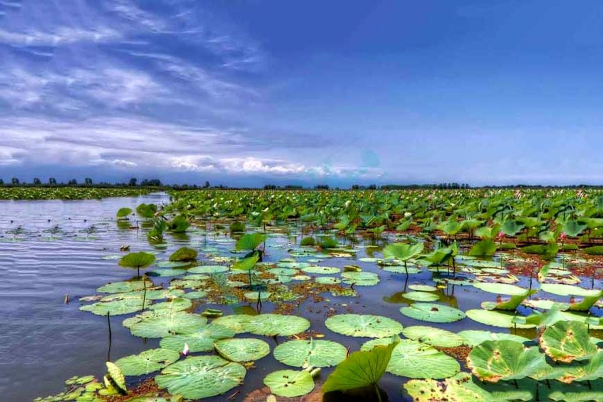 این تالاب ها در کشور جان دوباره ای گرفتند