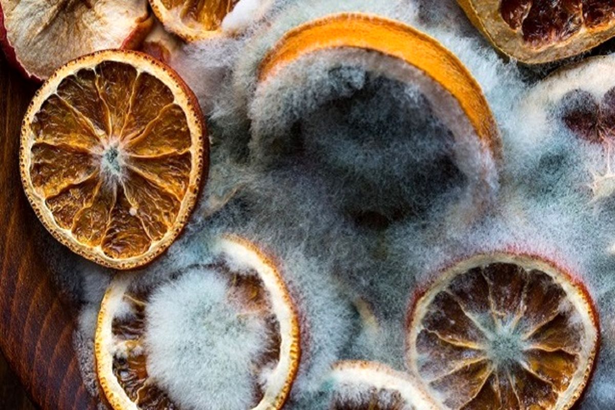 آیا کپک با گرما از بین می رود؟