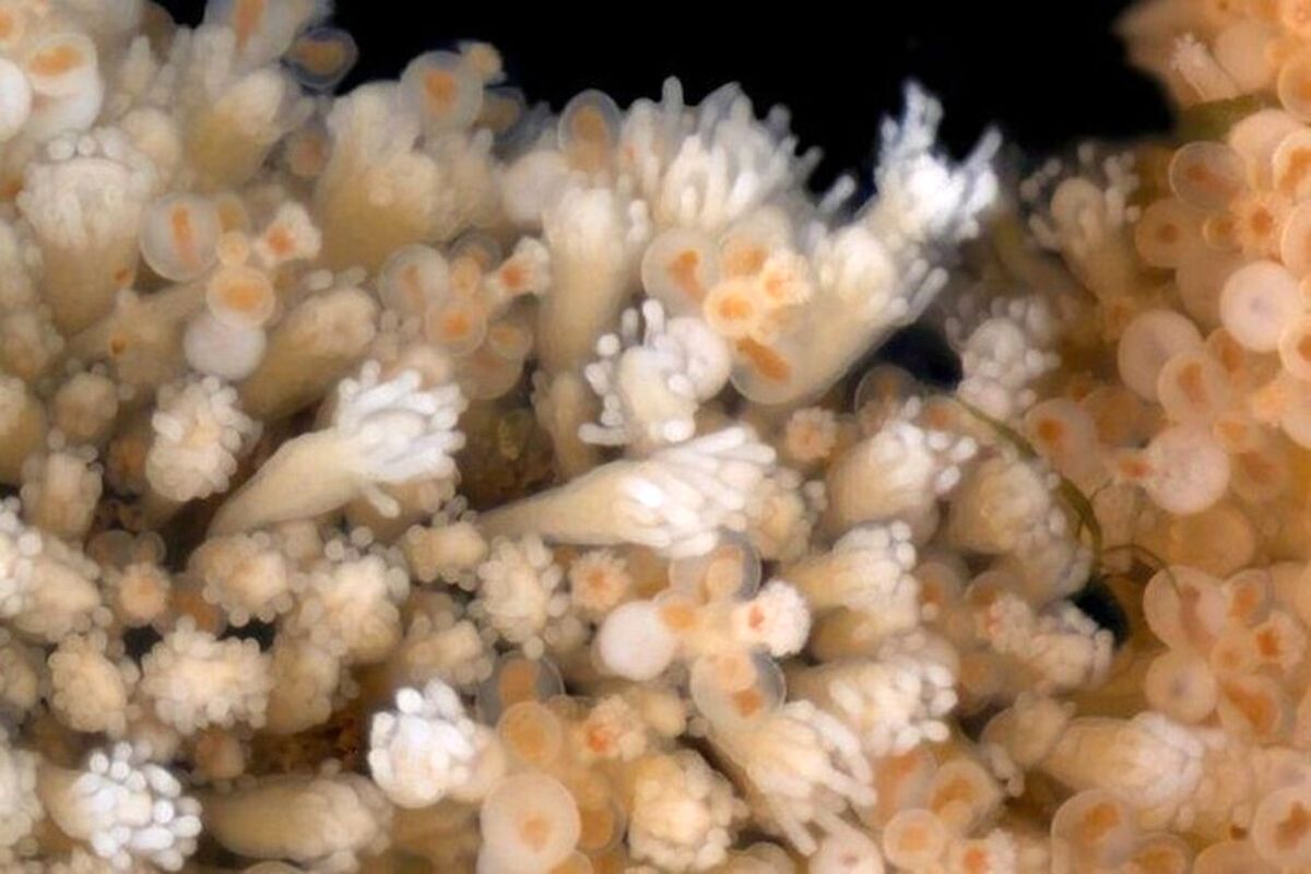 قرص ضدپیری در کف دریا کشف شد! +عکس