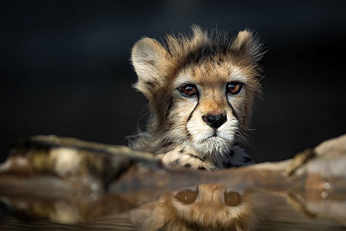 نتیجه کالبد گشایی پیروز چه شد؟