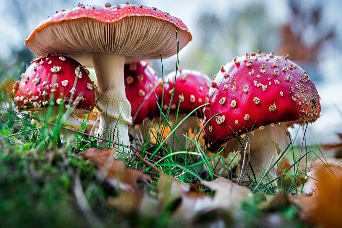 کشف قارچ‌هایی که سرطان را متوقف می‌کنند