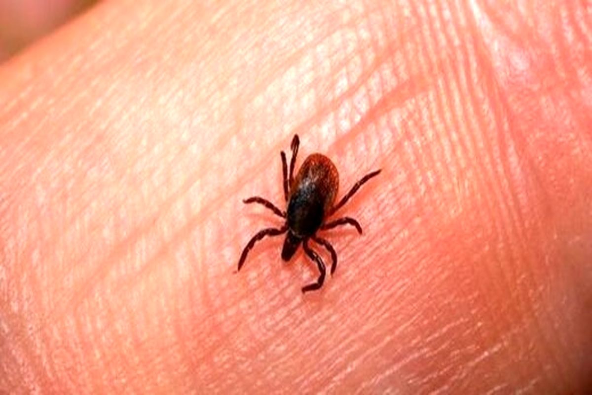 در یک قدمی شیوع بیماری تب کریمه کنگو