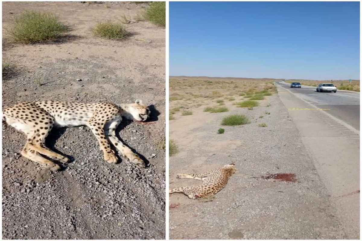 قربانی یک یوزپلنگ در جاده سبزوار- میامی