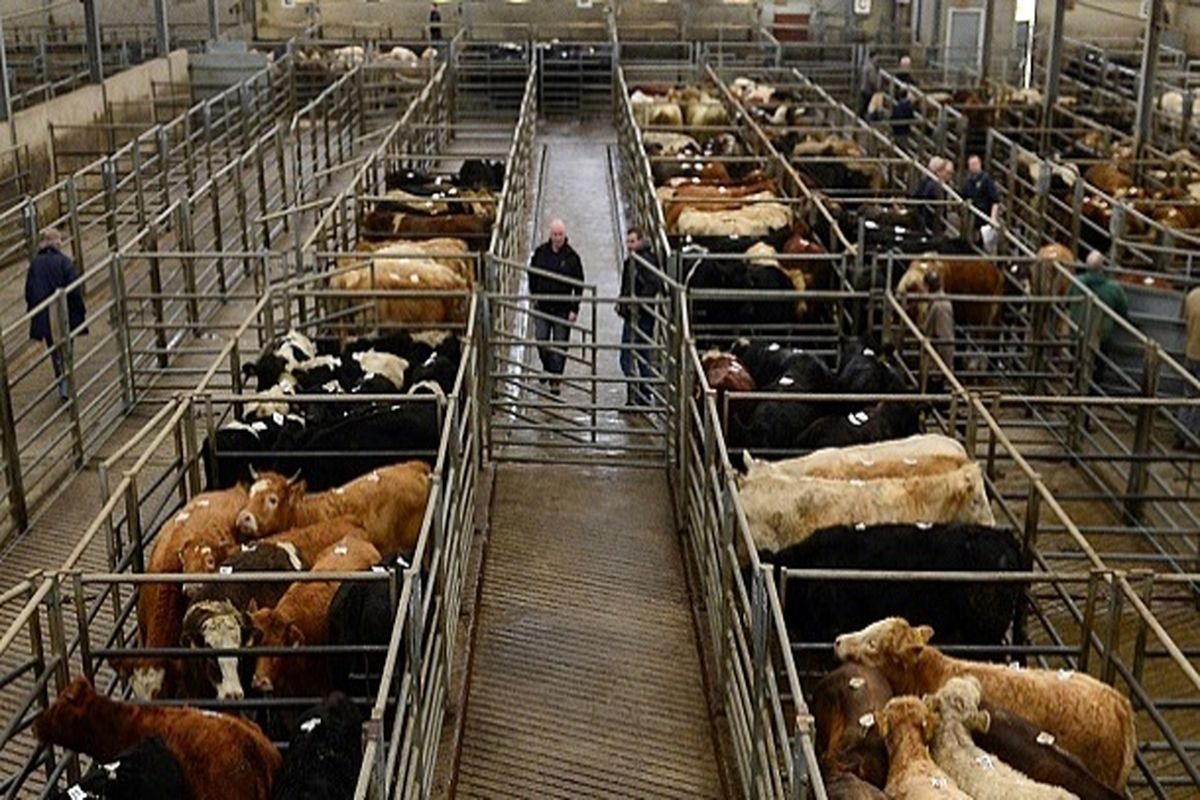 ریزش قیمت گوشت در راه است