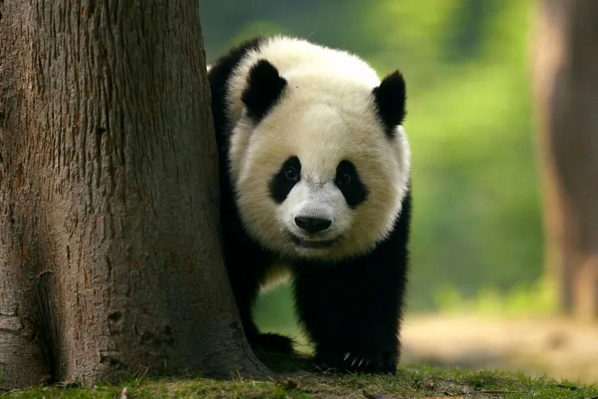 از اقتصاد چین بترسیم یا نه