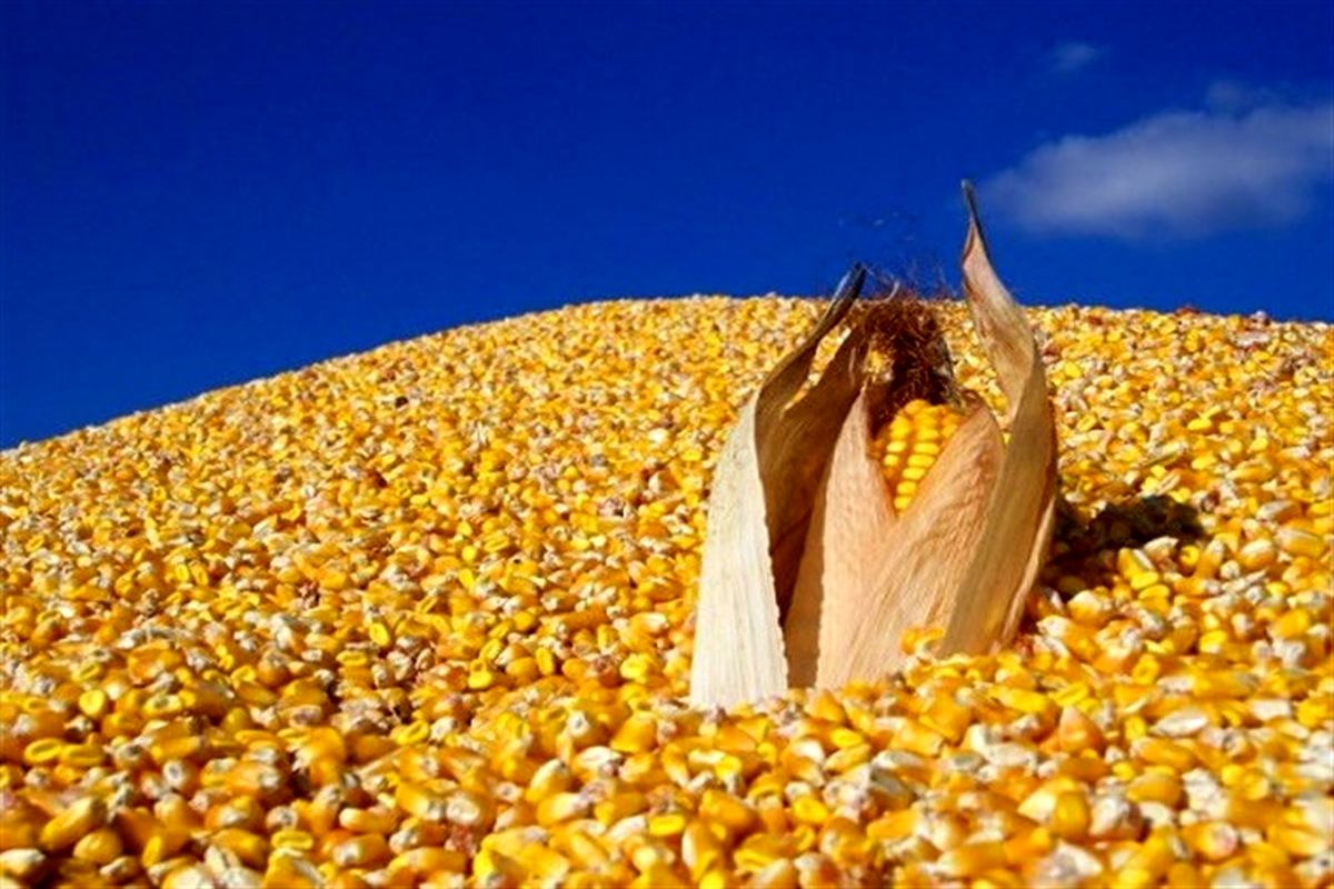 عودت ۳هزار تن ذرت فاسد به روسیه