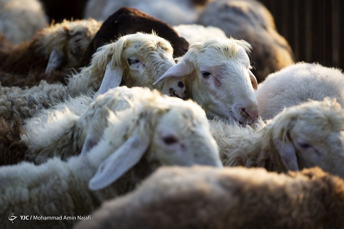 وضعیت قیمت دام زنده در آستانه تاسوعا و عاشورا