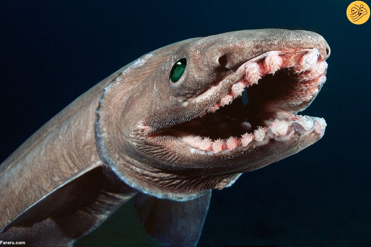 ماهی روز قیامت /موجود نحسی که بشر به چشم دید + تصاویر