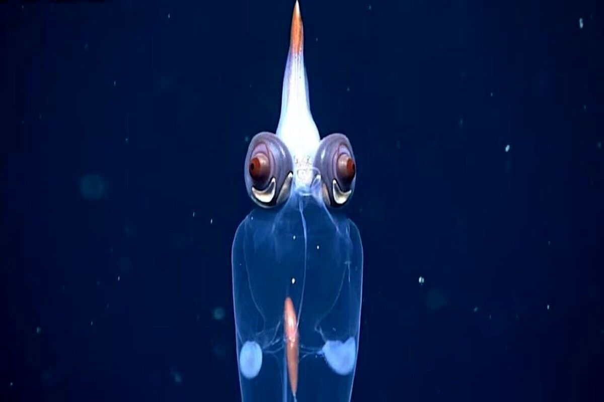 کشف یک ماهی شیشه ای در اعماق دریا + عکس