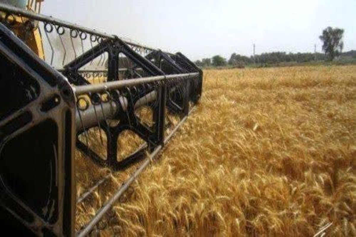 قیمت سالجاری خرید تضمینی گندم ۱۳ شهریور مشخص می شود/ آیا قیمت بالاتر از ۲۰ هزار تومان است؟