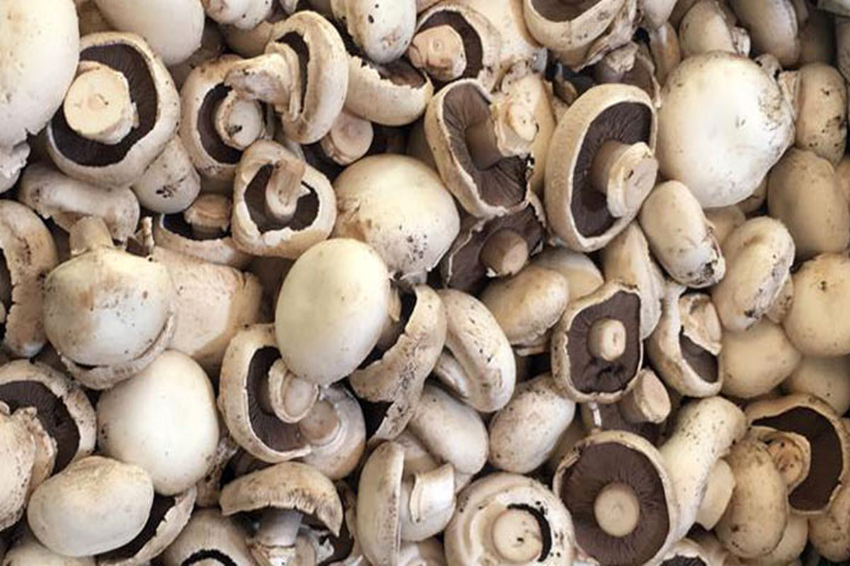 آخرین قیمت فروش قارچ در بازار