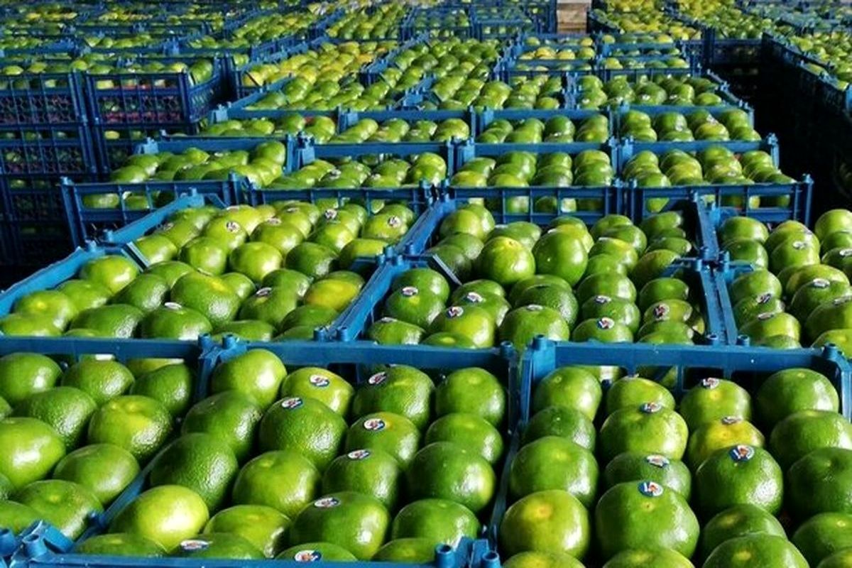 قیمت نارنگی زودرس اعلام شد