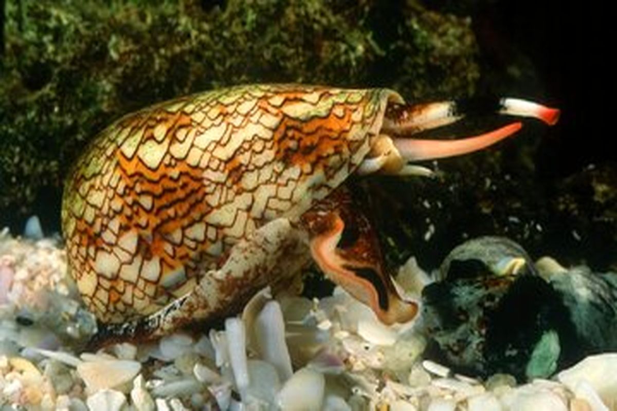 لمس این حلزون به راحتی شما را می کشد! + عکس