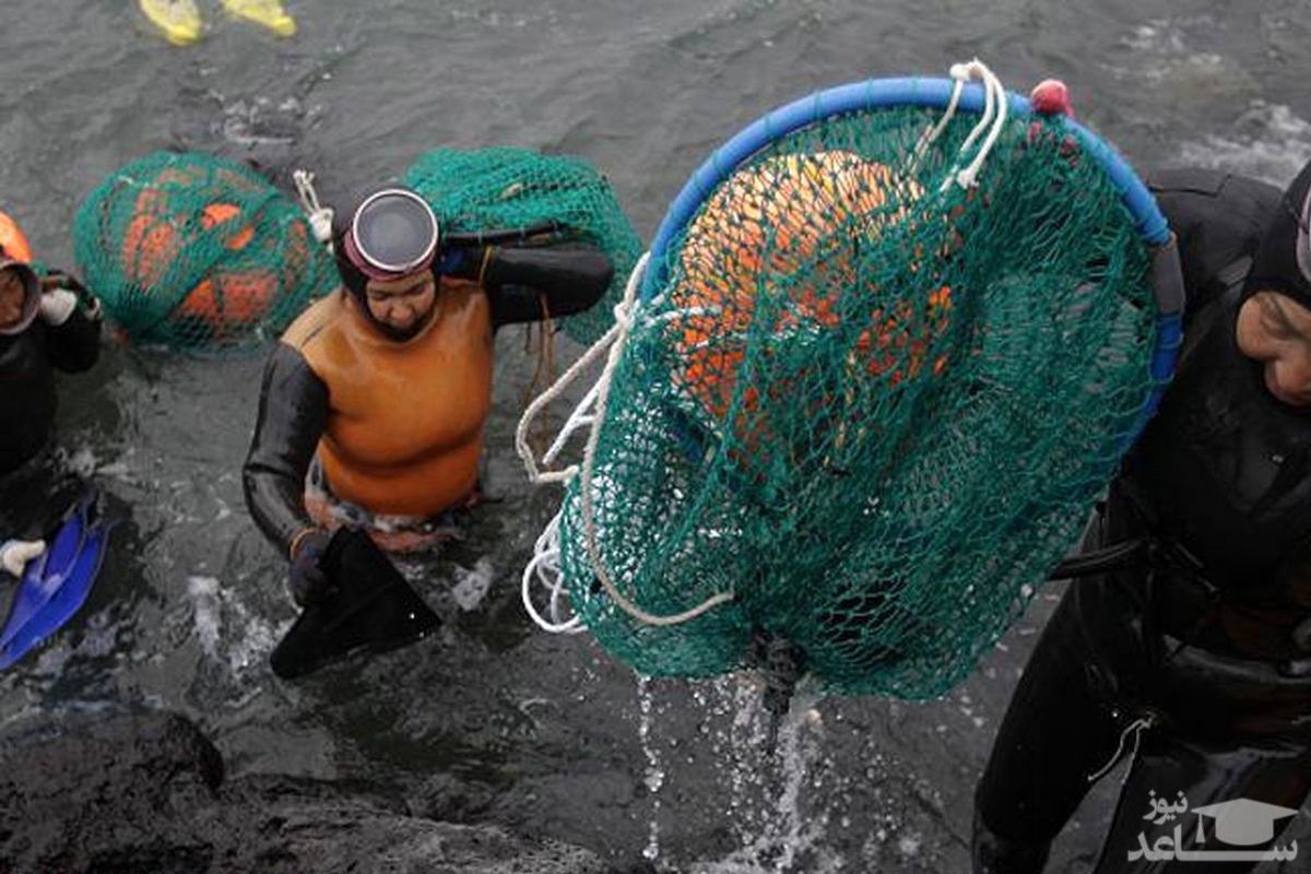 غواصی زنان هم مد شد + تصاویر