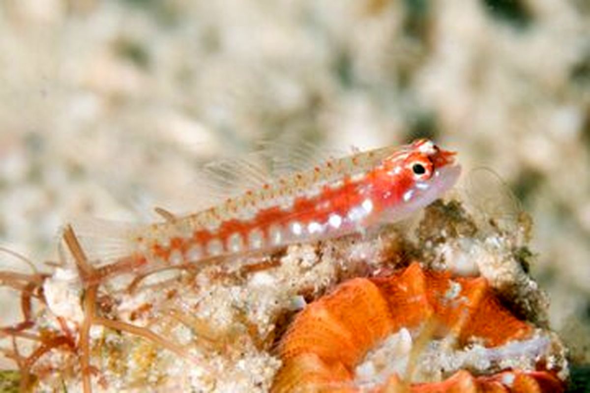 عمر این موجود عجیب دریایی به شدت کوتاه است + تصاویر