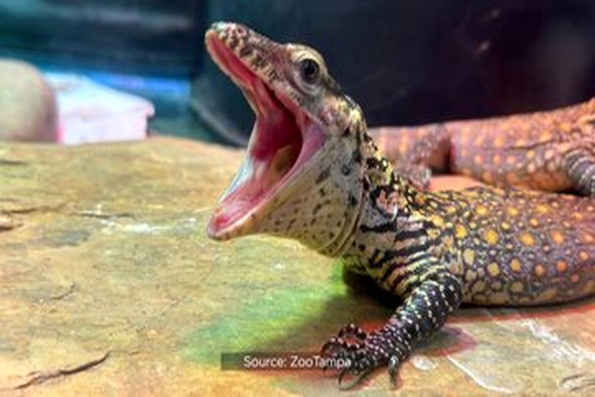 تولد شش جوجه‌اژدها در باغ وحش فلوریدا + عکس