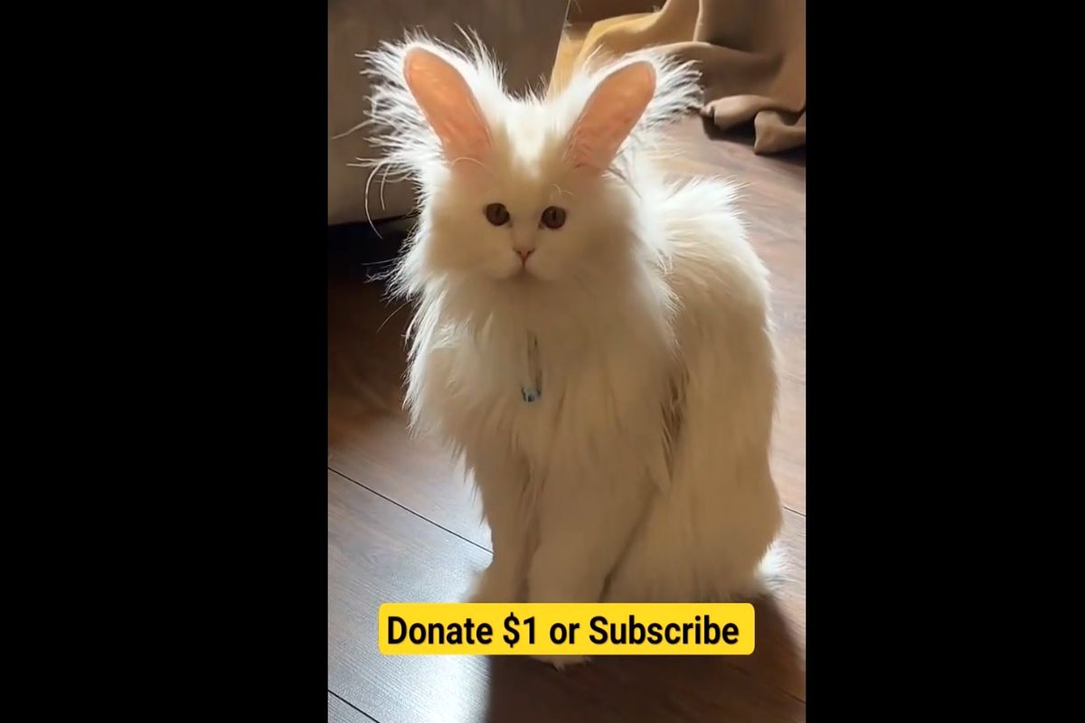 باور نمی کنید | گربه ای با گوش های الاغ + فیلم