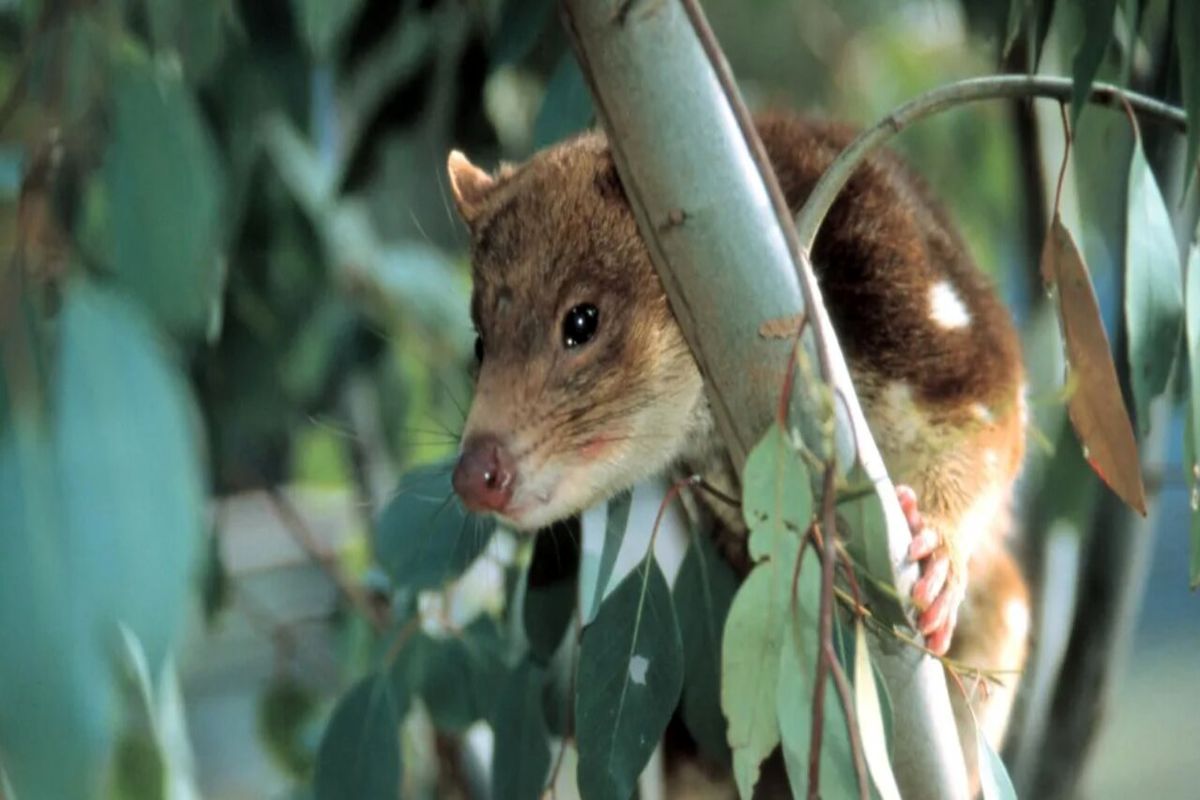 مشاهده حیوانی که بیش از ١٠٠ سال از انقراضش گذشته بود + عکس