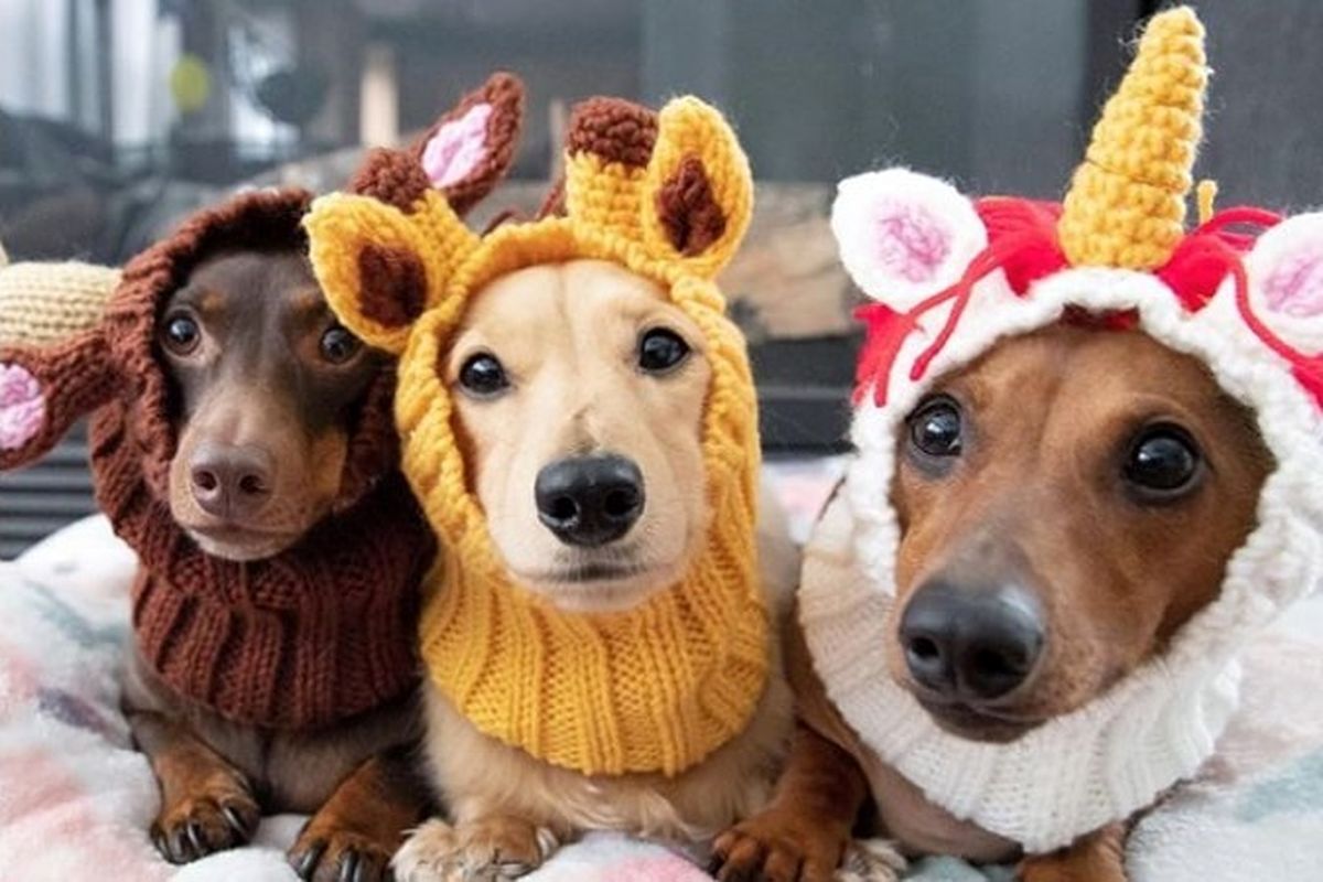 پول مردم نجیب خرج ژاکت بافتن برای سگ و گربه شد + سند