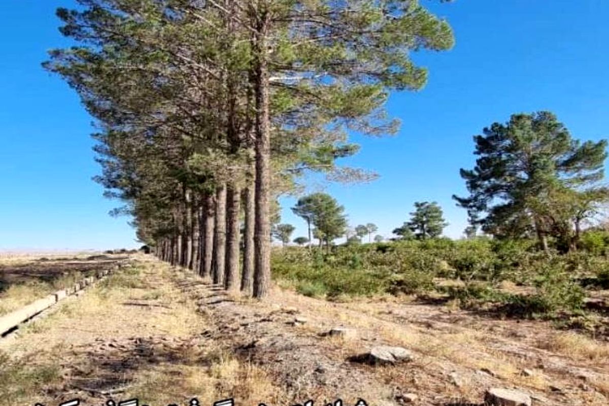 قتل عام درختان در نزدیکی مشهد + تصاویر