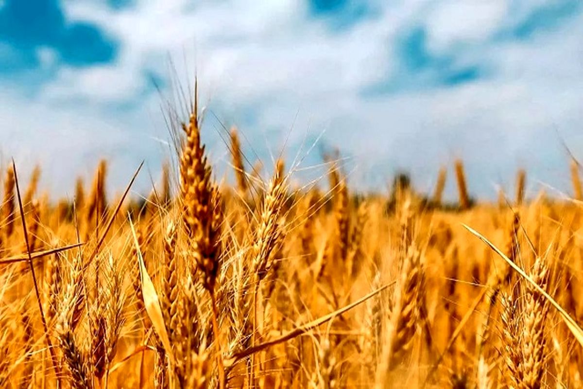 آیا خودکفایی در گندم یک تصمیم منطقی است؟