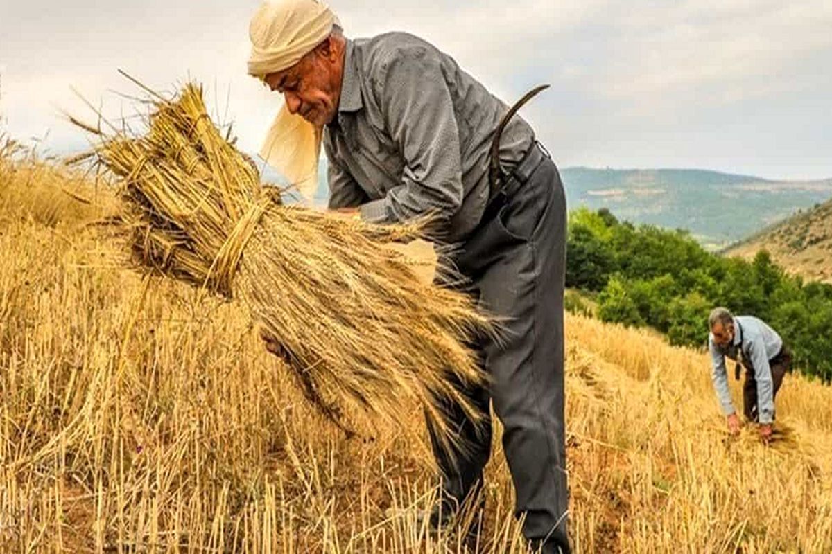 عدم تعیین تکلیف نرخ خرید تضمینی گندم / قیمت کود افزایش یافت