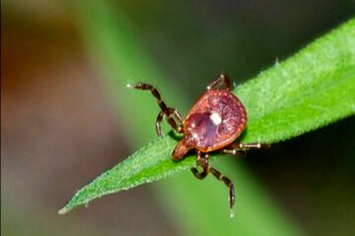 دیگر نمی توانید گوشت قرمز بخورید اگر...