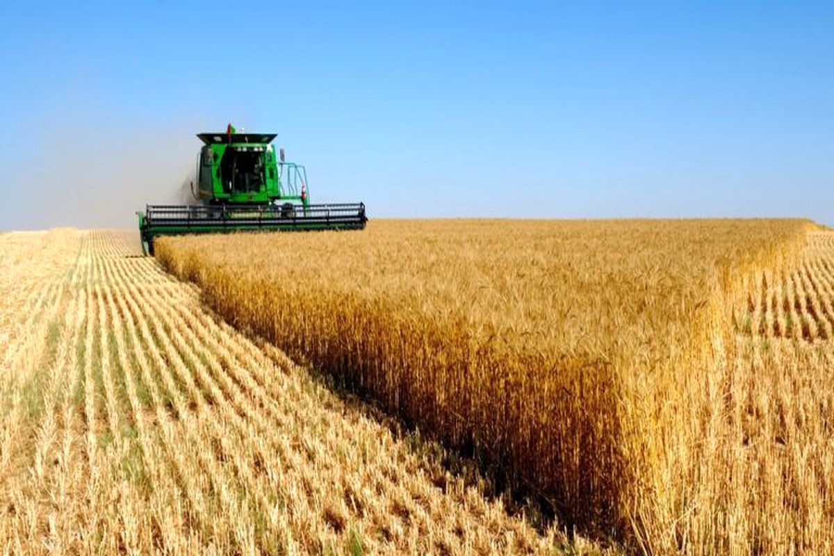 ضرورت توسعۀ گندم‌ کاری دیم و لزوم استفاده از دانش روز