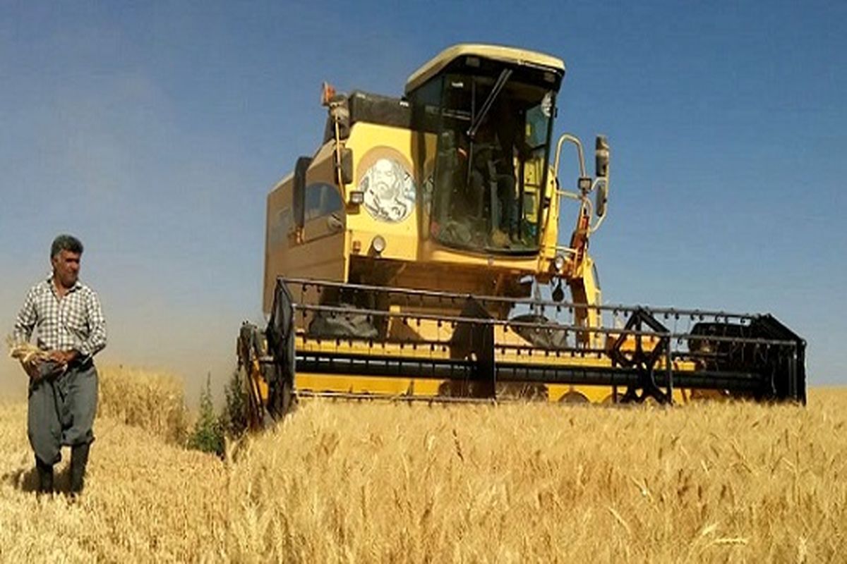 اعلام قیمت خرید تضمینی گندم تا هفته آینده / تکلیف کشاورزان مشخص می‌شود