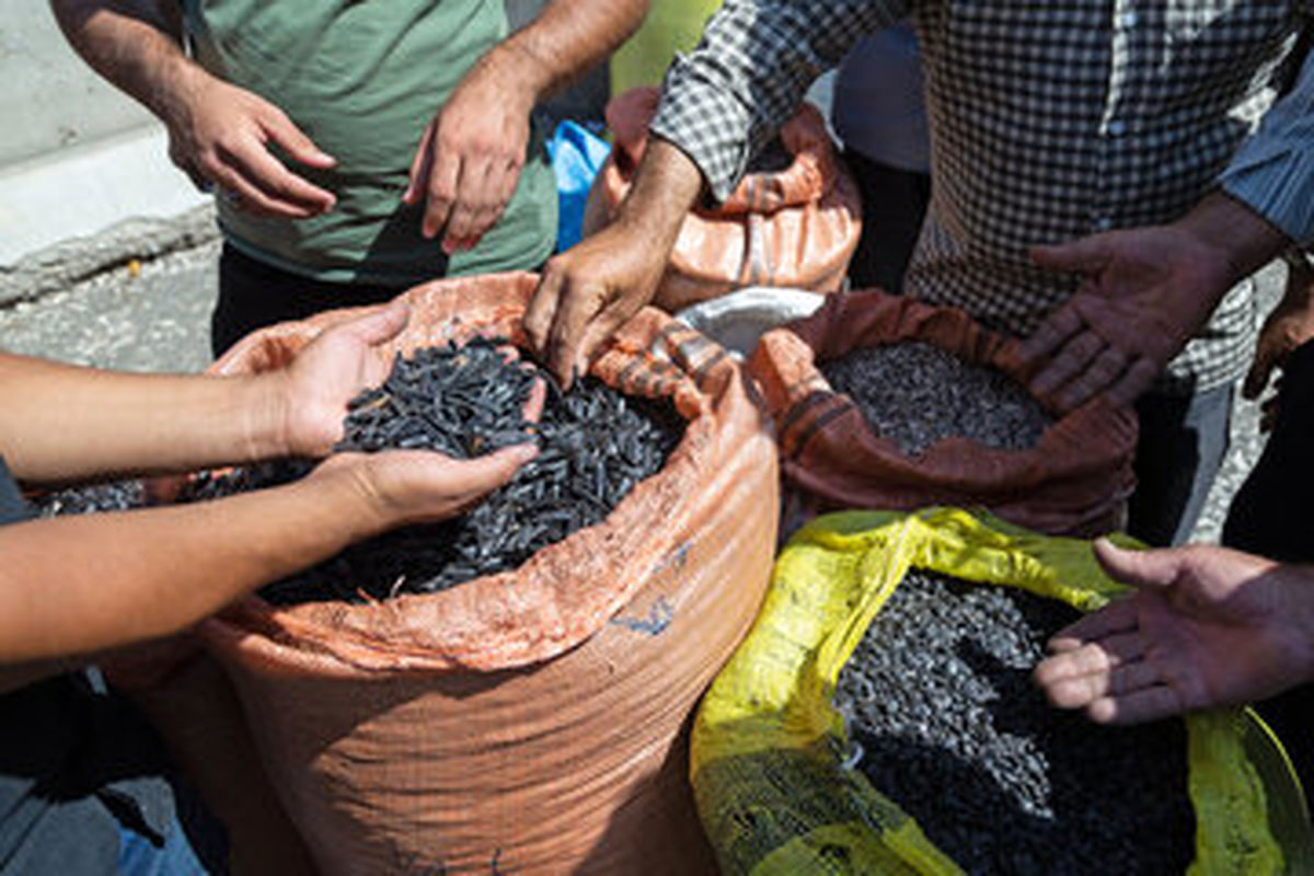 ارزان ترین آجیل بازار هم گران شد / افزایش چشم گیر قیمت تخمه در بازار