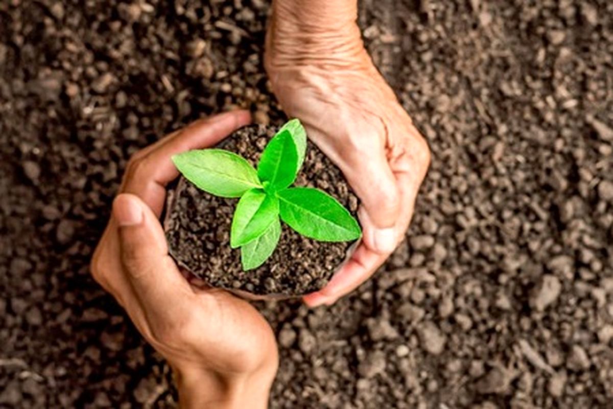 ضرورت فراگیری بیمه محصولات کشاورزی