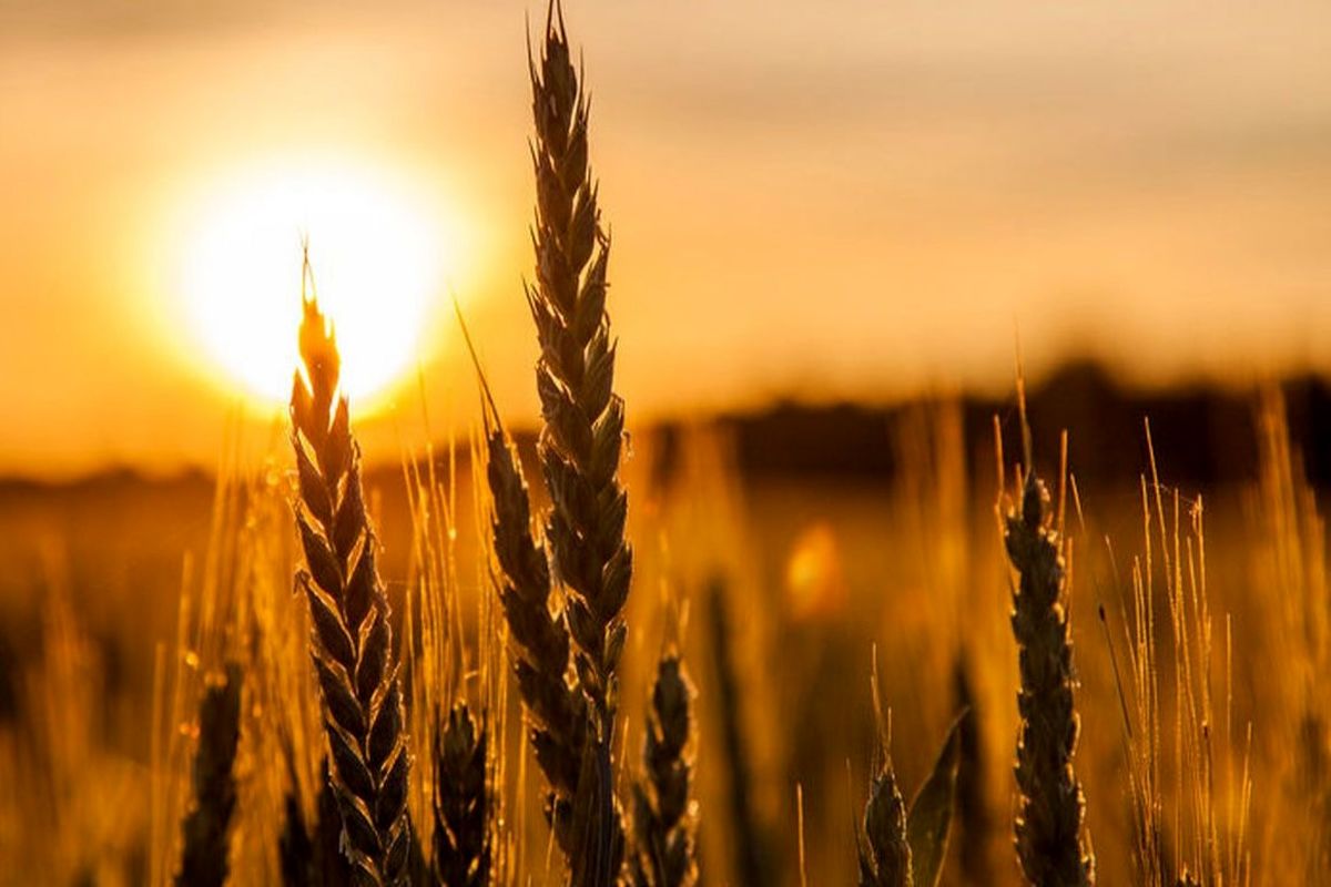 پیش بینی جدید درباره صنعت گندم / نیازی به واردات گندم نیست