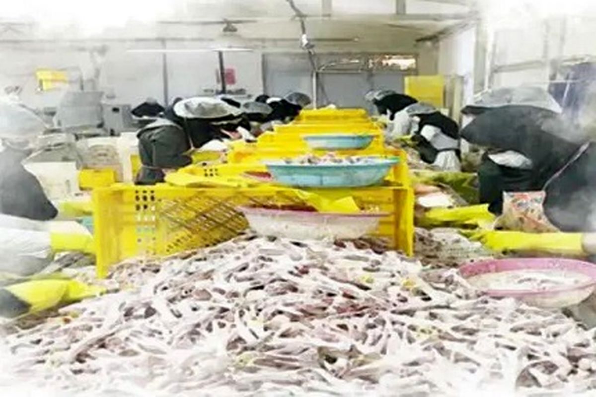 از جایگزینی مرغ برای فقرا تا جایزه سگ اغنیا!