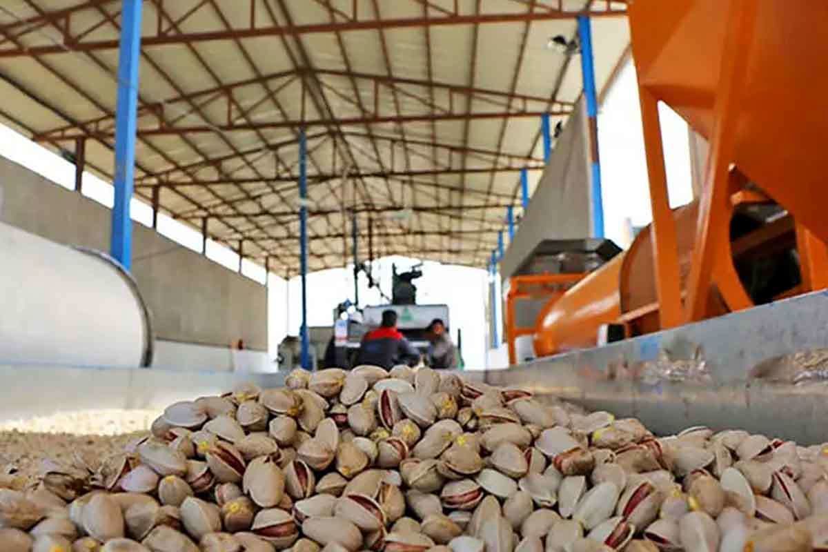 مشتری اول پسته ایران کدام کشور است؟ / دست رد چینی ها به پسته ایران