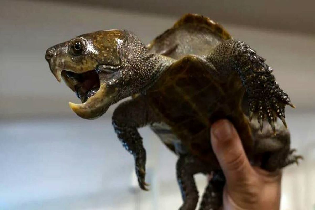 عجیب ترین لاکشپت های دنیا اینجا هستند + عکس