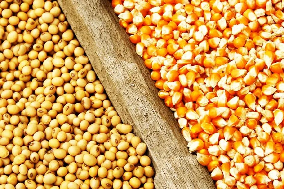 آخرین قیمت نهاده دامی در بازار / نهاده کشاورزی با چه قیمتی فروخته می شود؟