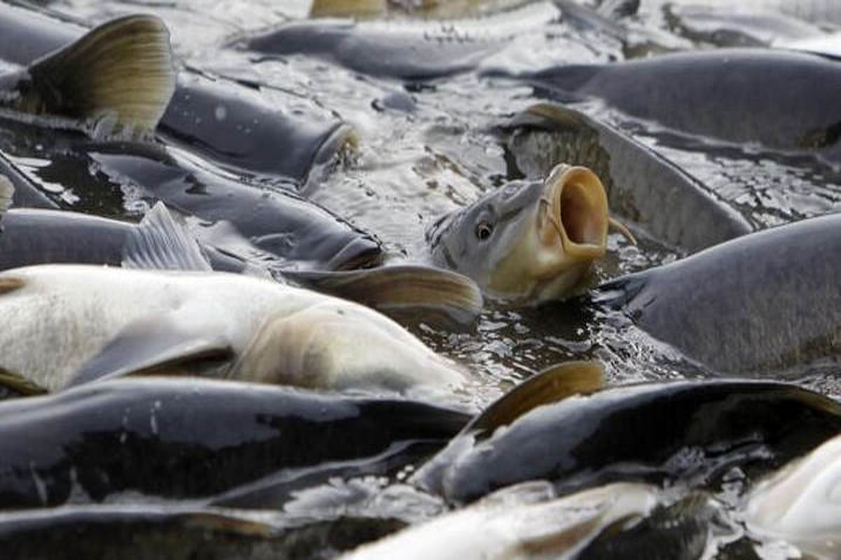 آخرین قیمت انواع ماهی در بازار / قزل آلا در آستانه کیلویی ۳۰۰ هزار تومان