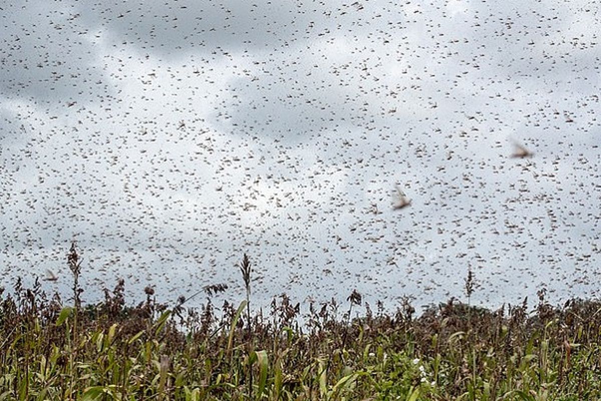 اقتصادِ ایران مزرعه آفت زده