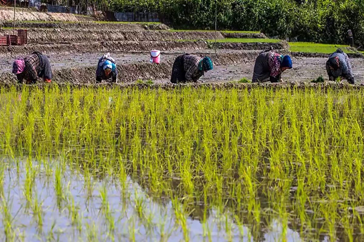 فسادی تازه در راه است / اینبار بوی برنج شمال به مشام می رسد