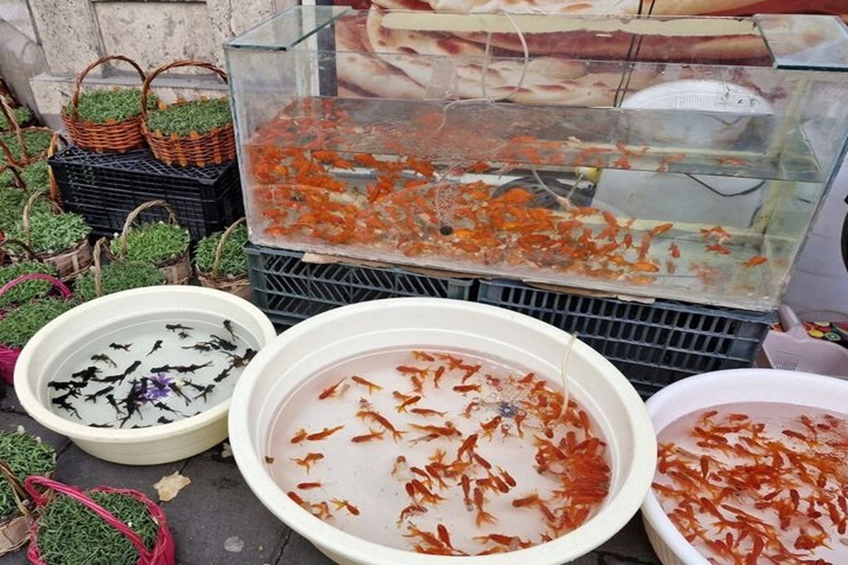 نکات مهم برای آن ها که ماهی قرمز خریده اند