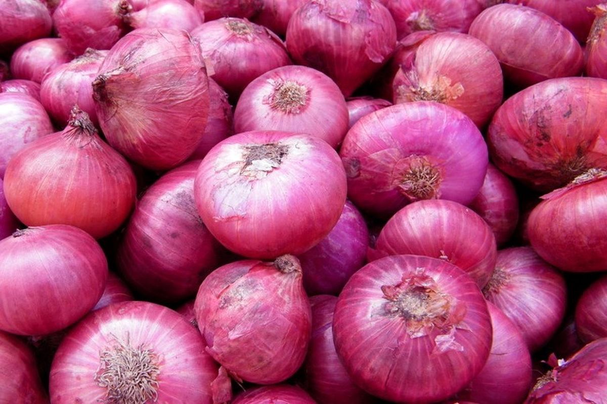 توزیع پیاز اوج گرفت / قیمت هر کیلو پیاز جیرفت چند شد؟