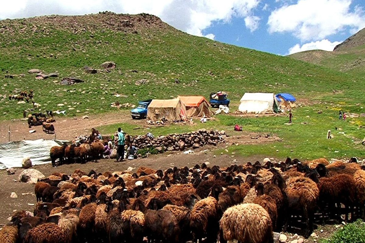 نقش عشایر در بازار گوشت ایران / تهمیدات ویژه برای تولید بیشتر گوشت قرمز