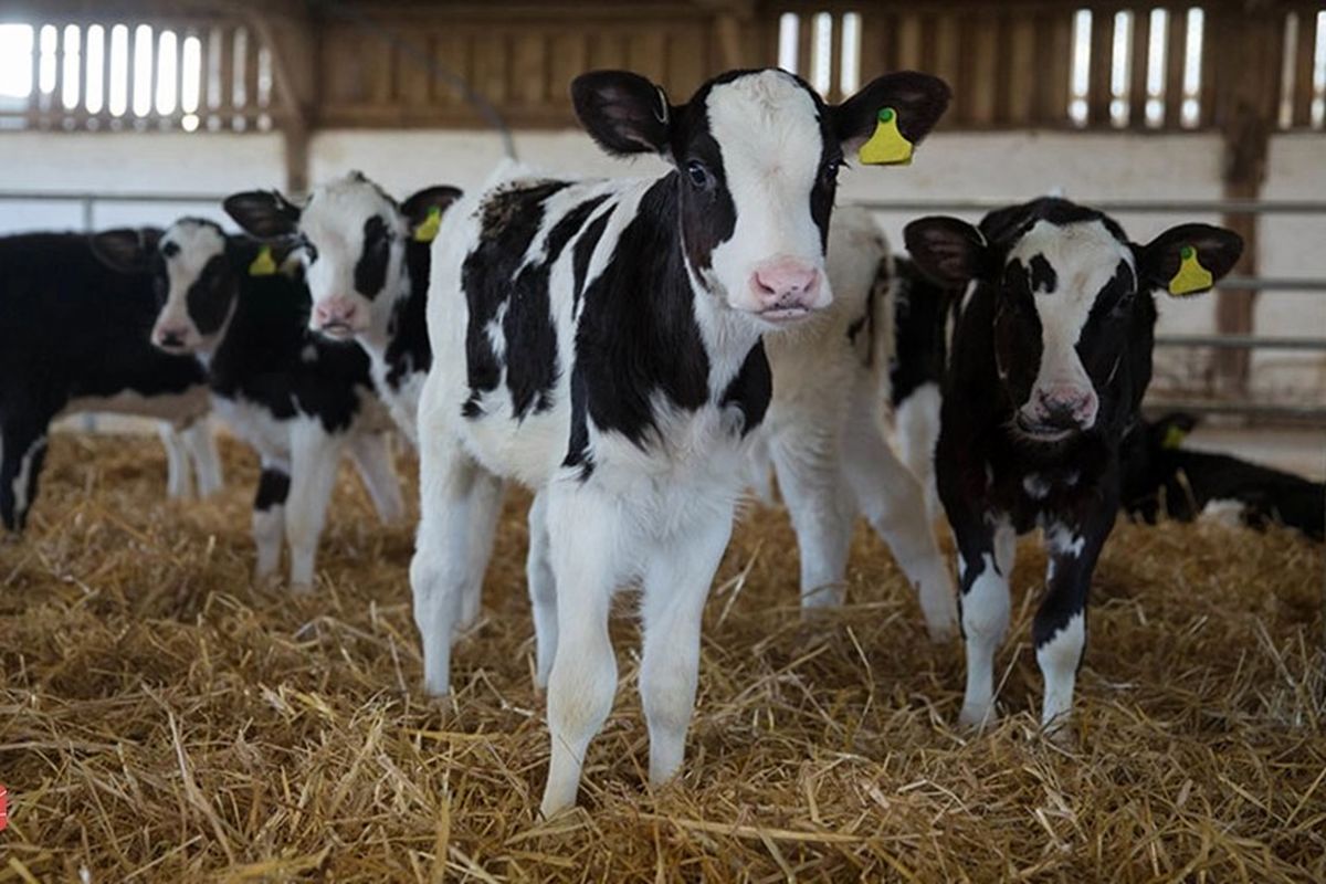 اعلام قیمت دام زنده در سال جدید / هرکیلو گوسفند زنده چند شد؟