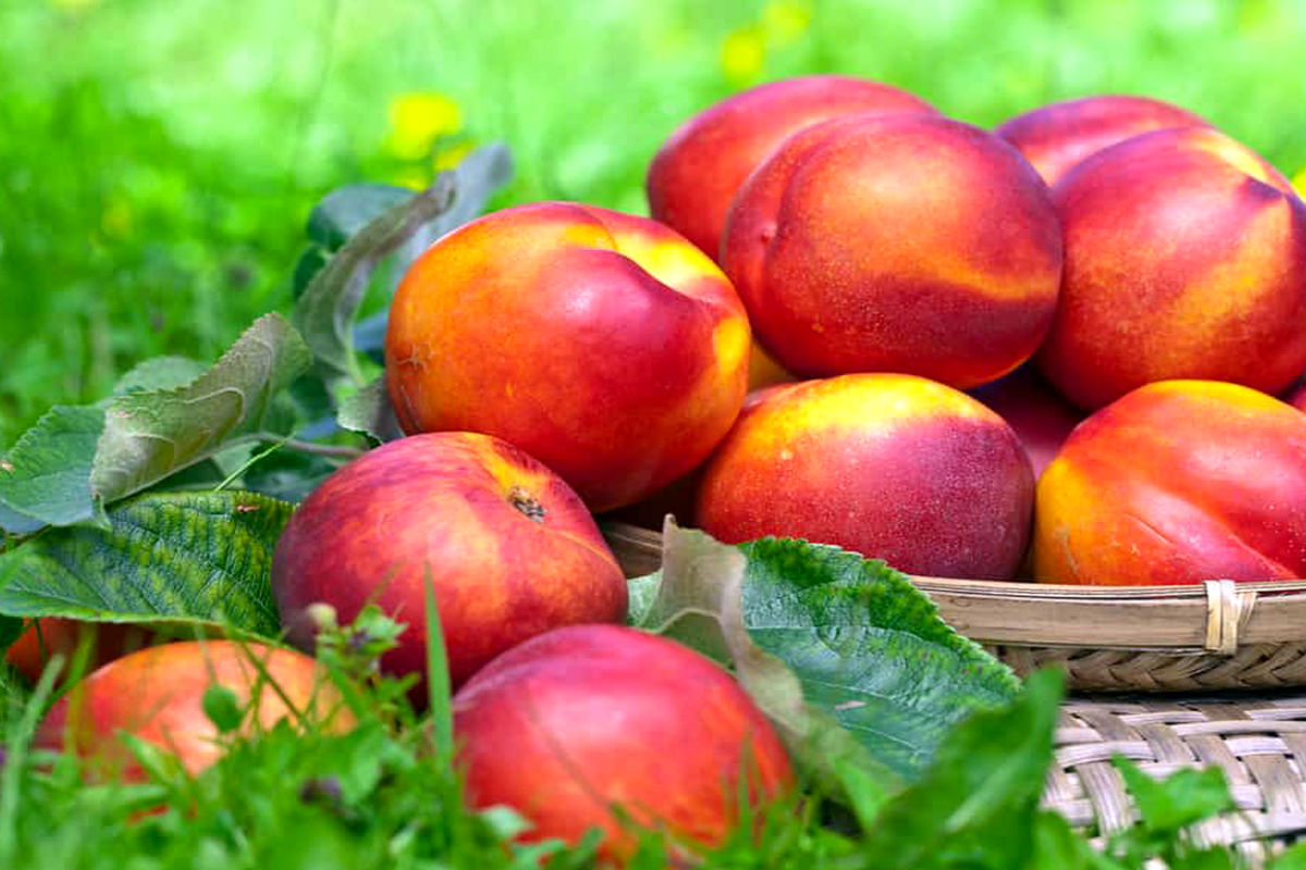 خرید نهال شلیل با کیفیت و قیمت مناسب از رویال نهال