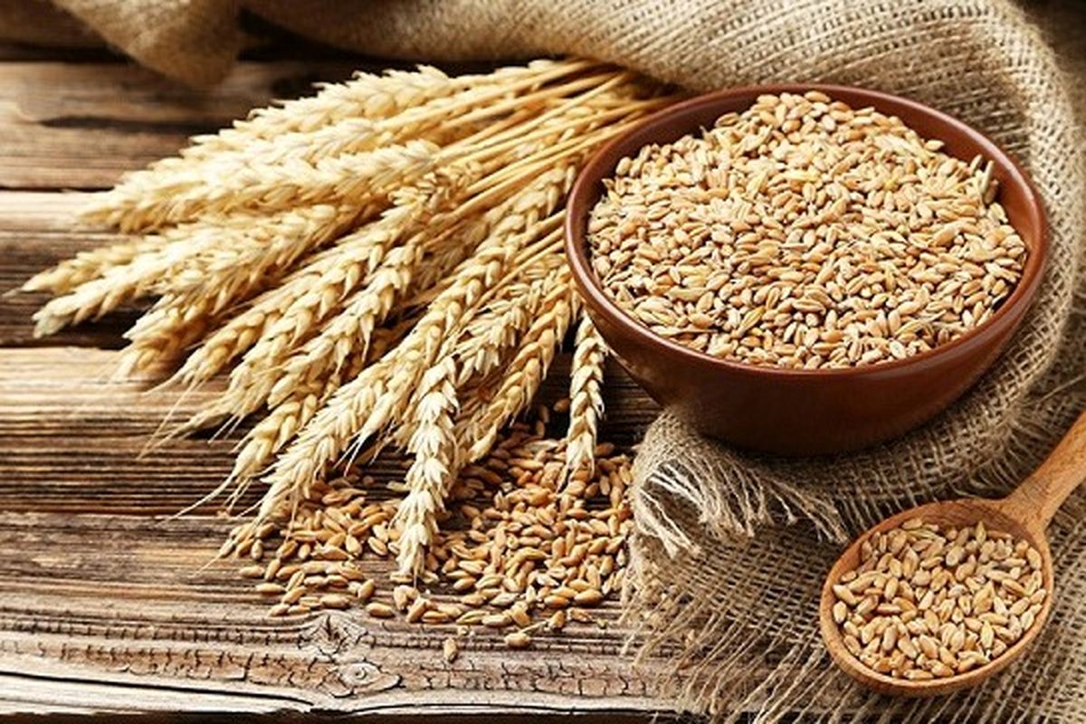 جو، کلید اصلی بهبود عملکرد گوارش و جذب مواد مغذی